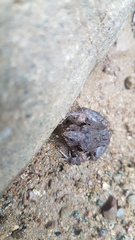 Leptodactylus poecilochilus