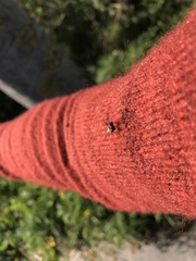 Aphodius