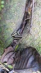 Dendrobates truncatus