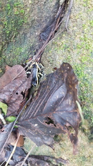 Dendrobates truncatus