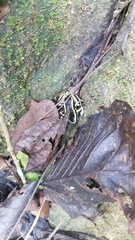 Dendrobates truncatus