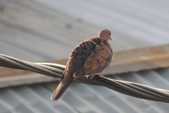 Streptopelia senegalensis