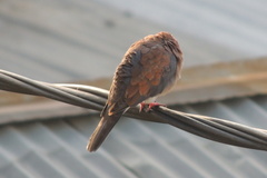 Streptopelia senegalensis