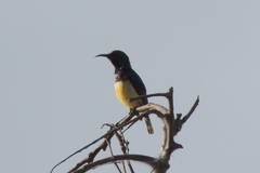 Cinnyris venustus