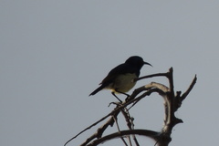 Cinnyris venustus