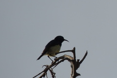 Cinnyris venustus