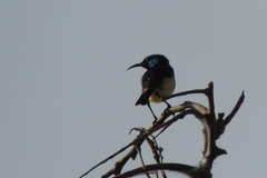 Cinnyris venustus