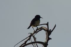 Cinnyris venustus