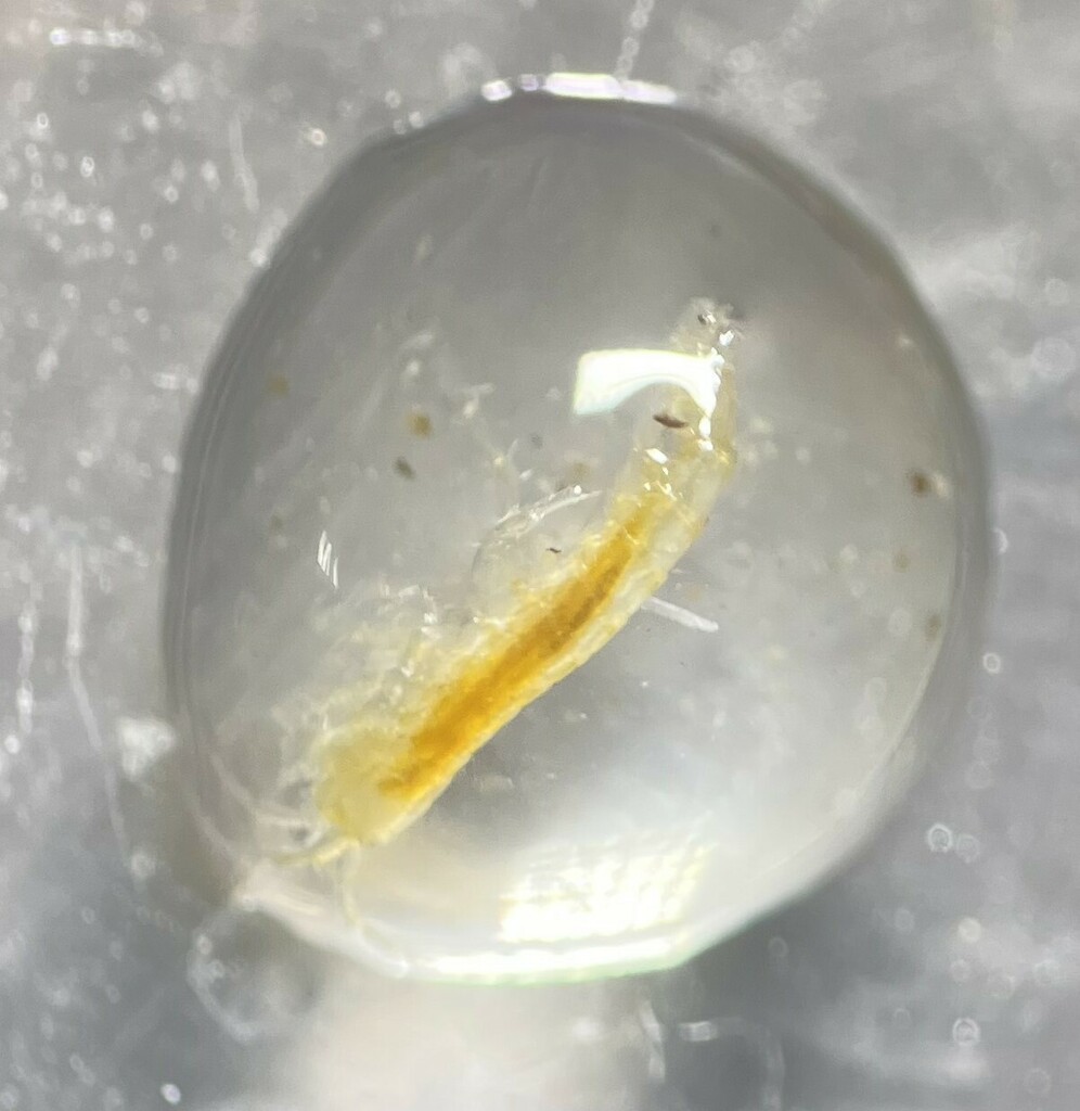 Peck's Cave Amphipod in May 2023 by Matthew Pintar · iNaturalist