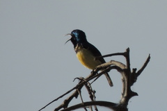 Cinnyris venustus