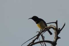 Cinnyris venustus