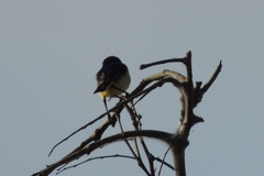 Cinnyris venustus