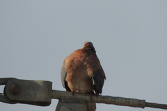 Streptopelia senegalensis