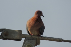 Streptopelia senegalensis