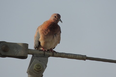 Streptopelia senegalensis