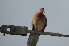 Streptopelia senegalensis