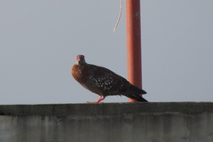 Columba guinea