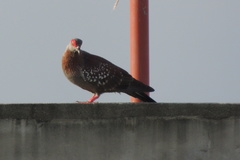 Columba guinea