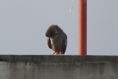 Columba guinea