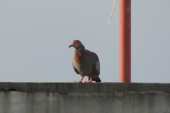 Columba guinea