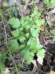 Petroselinum crispum