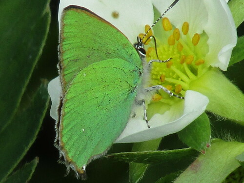 Green Hairstreak photo 6