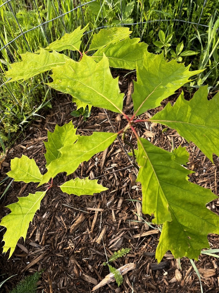 northern red oak from Sugar Hollow Rd, Crozet, VA, US on May 11, 2023