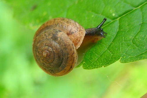 Incarnate Snail