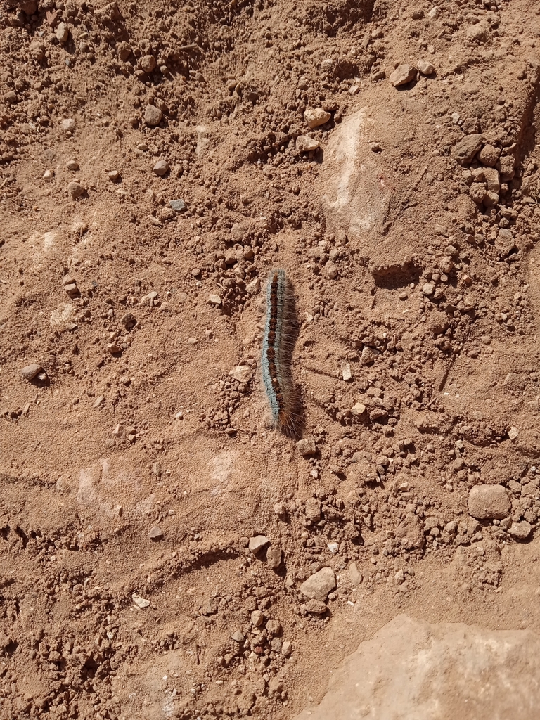 Southwestern Tent Caterpillar Moth