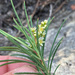 Searsia rosmarinifolia - Photo (c) Adam Welz, algunos derechos reservados (CC BY-NC-ND), subido por Adam Welz