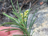 Rosemary Currentrhus - Photo (c) Adam Welz, some rights reserved (CC BY-NC-ND), uploaded by Adam Welz
