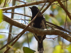 Thamnophilus melanonotus