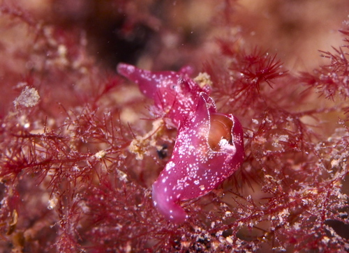 Spotted Seahare