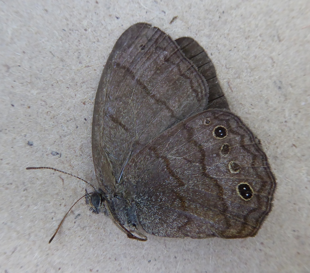 Malaveria duponti