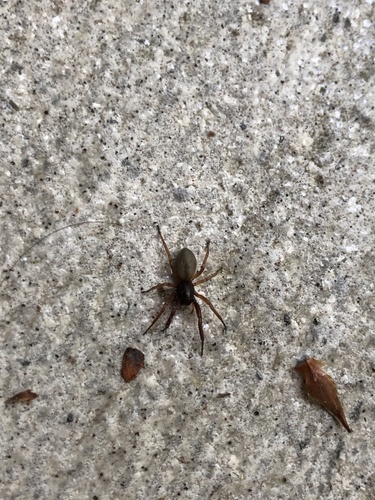 Bull-headed sac spider photo 5