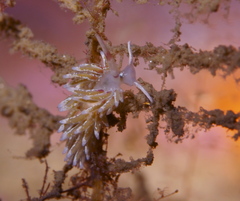 Rubramoena rubescens