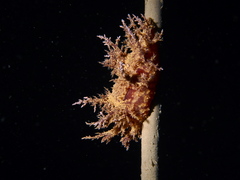 Dendronotus europaeus