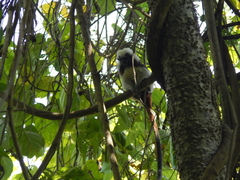 Saguinus oedipus