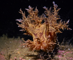 Dendronotus europaeus