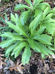 Helleborus orientalis