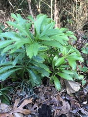 Helleborus orientalis