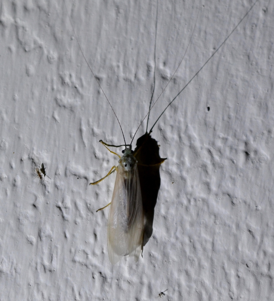 Polymorphanisus bipunctatus