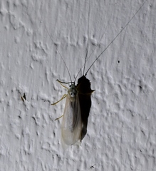 Polymorphanisus bipunctatus