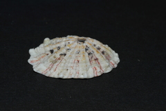 Fissurella barbadensis