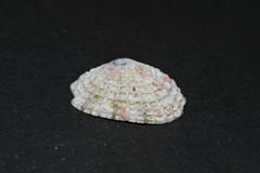 Diodora listeri