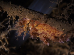 Dendronotus europaeus