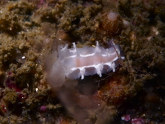 Duvaucelia lineata