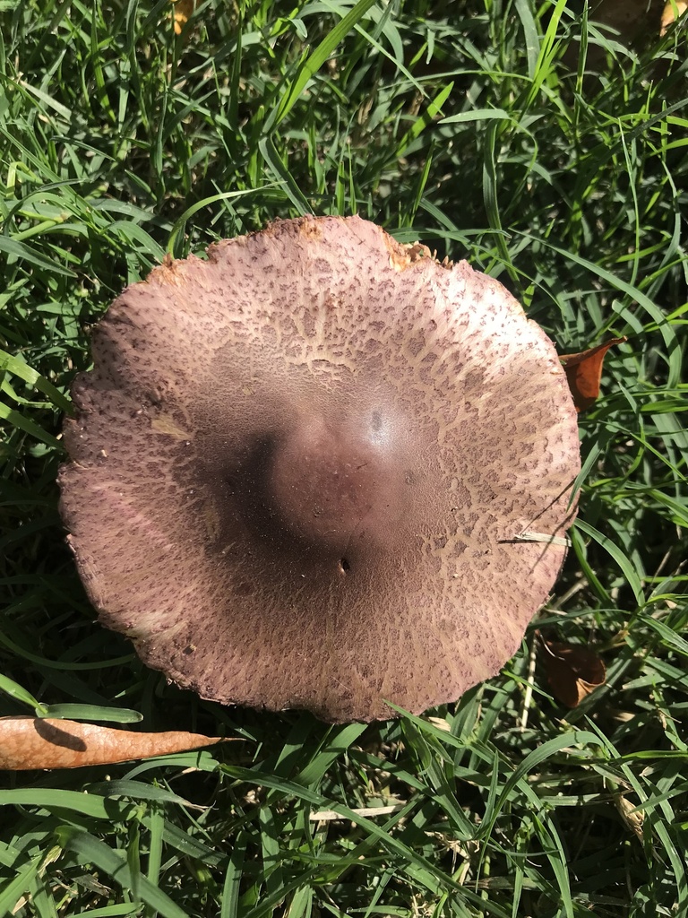 Leucocoprinus lilaceus · May 2023 · photo: © tutitah (iNaturalist, cc0)