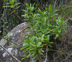 Veronica saxicola