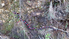 Lampropeltis micropholis